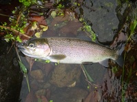 秩父フライフィールド 釣果