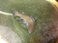 秩父フライフィールド 釣果