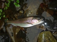 秩父フライフィールド 釣果