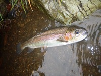 秩父フライフィールド 釣果