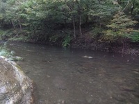 秩父フライフィールド 釣果