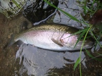 秩父フライフィールド 釣果