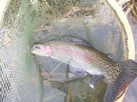 秩父フライフィールド 釣果