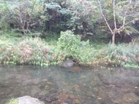 秩父フライフィールド 釣果