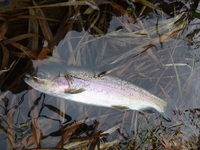 秩父フライフィールド 釣果