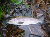 秩父フライフィールド 釣果