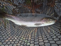 秩父フライフィールド 釣果