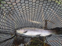 秩父フライフィールド 釣果