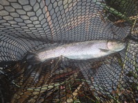 秩父フライフィールド 釣果