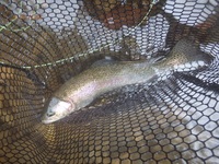 秩父フライフィールド 釣果