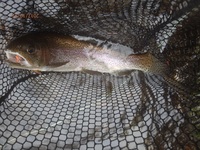 秩父フライフィールド 釣果