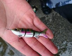 フィッシング サンクチュアリ 釣果