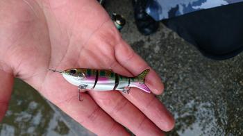 フィッシング サンクチュアリ 釣果