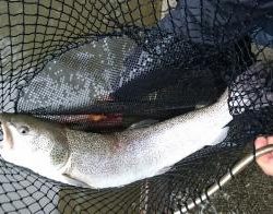 フィッシング サンクチュアリ 釣果