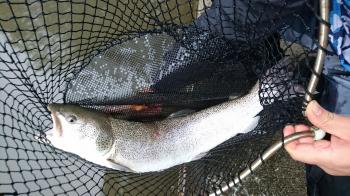 フィッシング サンクチュアリ 釣果