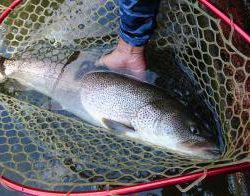 フィッシング サンクチュアリ 釣果