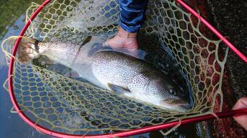 フィッシング サンクチュアリ 釣果