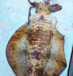 シースナイパー海龍 釣果