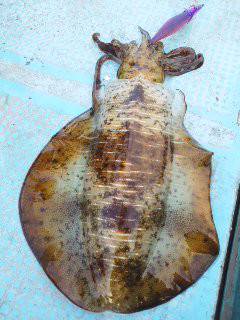 シースナイパー海龍 釣果