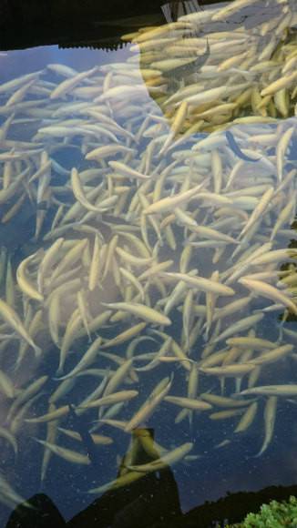 としまえんフィッシングエリア 釣果