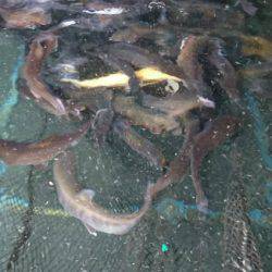 としまえんフィッシングエリア 釣果