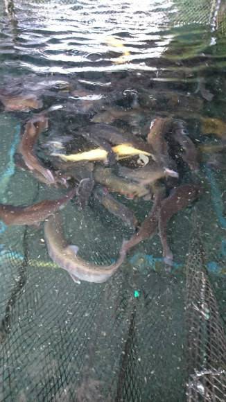 としまえんフィッシングエリア 釣果