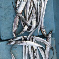 海琉 釣果