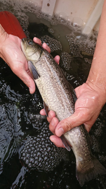 としまえんフィッシングエリア 釣果