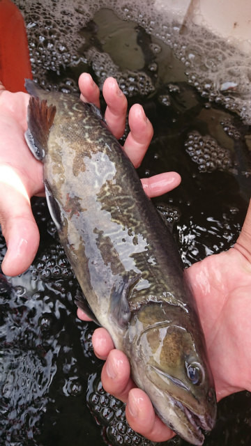 としまえんフィッシングエリア 釣果