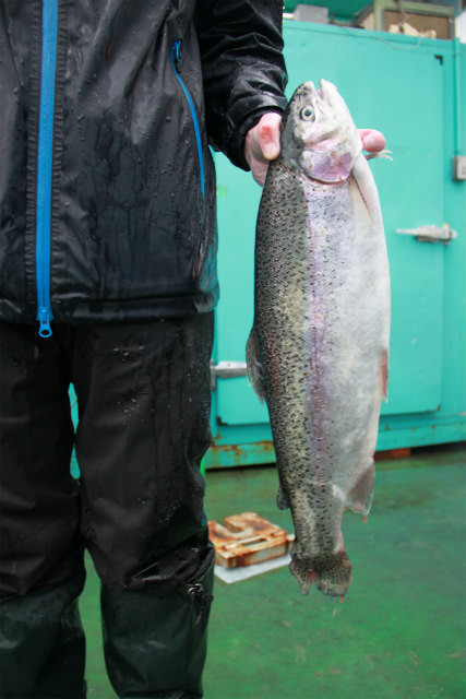 としまえんフィッシングエリア 釣果