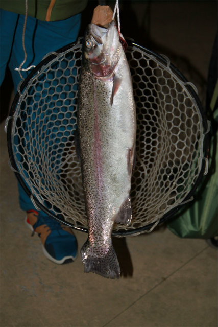 としまえんフィッシングエリア 釣果