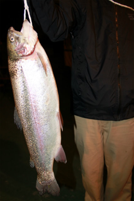 としまえんフィッシングエリア 釣果