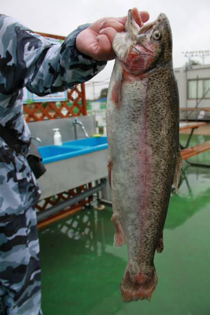としまえんフィッシングエリア 釣果