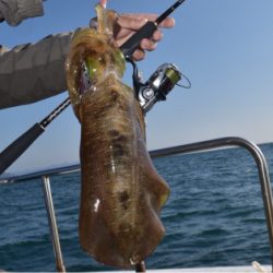 渡船屋たにぐち 釣果