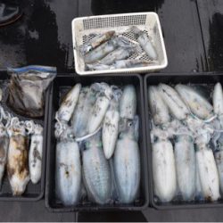 渡船屋たにぐち 釣果