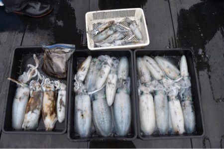 渡船屋たにぐち 釣果