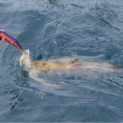 渡船屋たにぐち 釣果