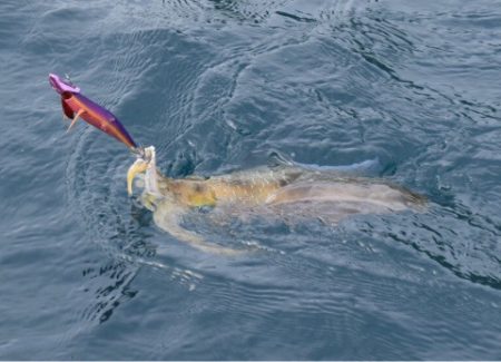 渡船屋たにぐち 釣果