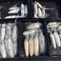 渡船屋たにぐち 釣果