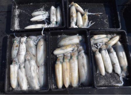 渡船屋たにぐち 釣果