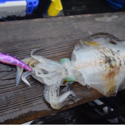 渡船屋たにぐち 釣果