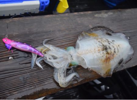 渡船屋たにぐち 釣果