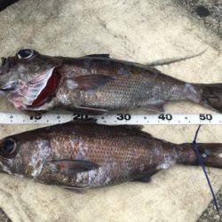 ＴＡＲＯＭＡＲＵ 釣果