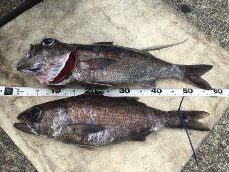 ＴＡＲＯＭＡＲＵ 釣果