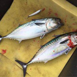 「LaGooN」蒼陽丸 日和号 釣果