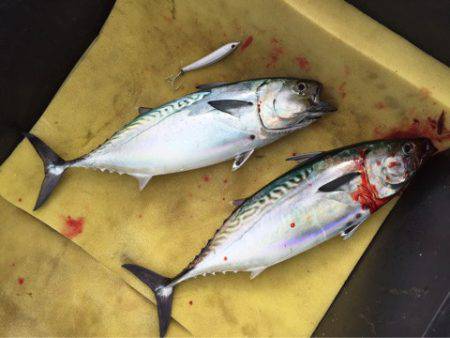 「LaGooN」蒼陽丸 日和号 釣果