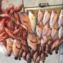 末広丸(熊本) 釣果