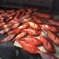 ＴＡＲＯＭＡＲＵ 釣果