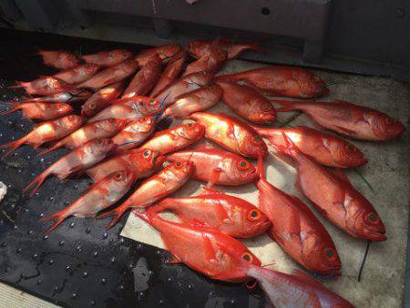 ＴＡＲＯＭＡＲＵ 釣果