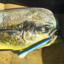 「LaGooN」蒼陽丸 日和号 釣果